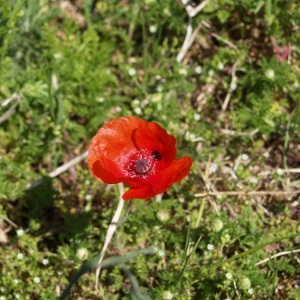 Photographie n°300579 du taxon Papaver rhoeas L.