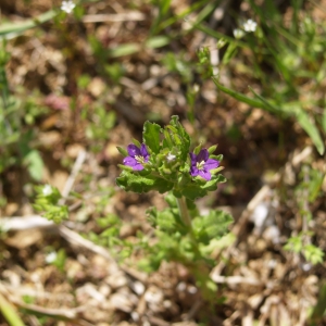 Photographie n°300583 du taxon Legousia hybrida (L.) Delarbre