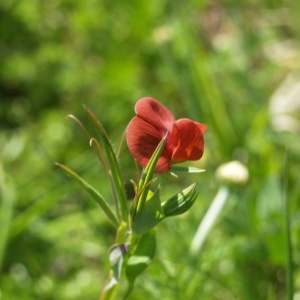 Photographie n°300587 du taxon Lathyrus cicera L. [1753]