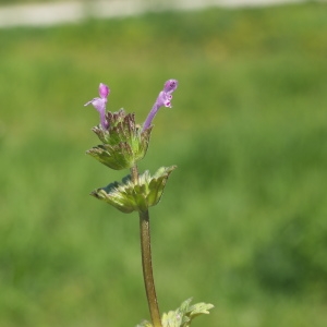 Photographie n°300589 du taxon Lamium amplexicaule L.