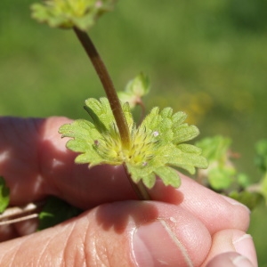 Photographie n°300590 du taxon Lamium amplexicaule L.