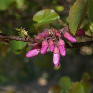 Photographie n°300607 du taxon Cercis siliquastrum L. [1753]