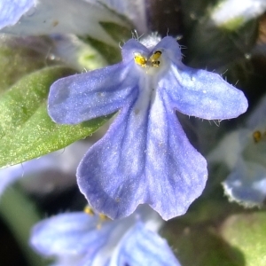 Photographie n°300642 du taxon Ajuga reptans L. [1753]