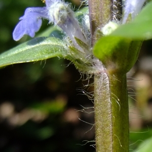 Photographie n°300646 du taxon Ajuga reptans L. [1753]