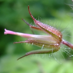 Photographie n°300671 du taxon Geranium robertianum L. [1753]