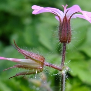 Photographie n°300674 du taxon Geranium robertianum L. [1753]