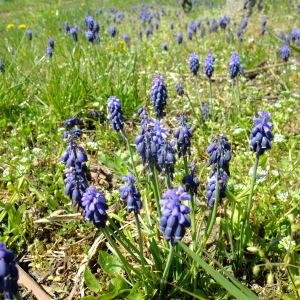 Photographie n°300691 du taxon Muscari neglectum Guss. ex Ten. [1842]