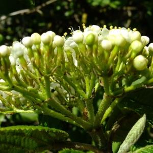 Photographie n°300779 du taxon Viburnum lantana L. [1753]