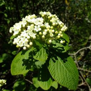 Photographie n°300785 du taxon Viburnum lantana L. [1753]