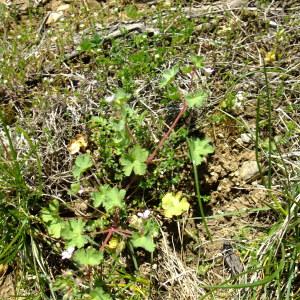 Photographie n°300786 du taxon Geranium rotundifolium L. [1753]