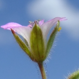 Photographie n°300790 du taxon Geranium rotundifolium L. [1753]