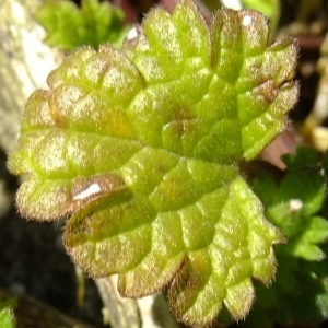 Photographie n°300802 du taxon Lamium amplexicaule L.