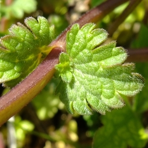 Photographie n°300803 du taxon Lamium amplexicaule L.