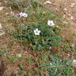 Photographie n°300882 du taxon Erodium acaule (L.) Bech. & Thell. [1928]