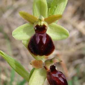 Photographie n°300893 du taxon Ophrys virescens Philippe [1859]