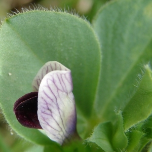 Photographie n°300897 du taxon Vicia johannis Tamamsch.