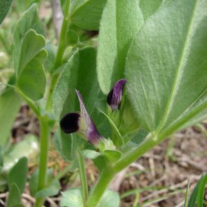 Photographie n°300899 du taxon Vicia johannis Tamamsch.