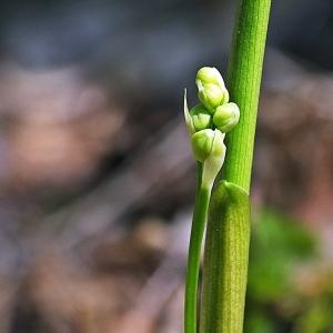 Photographie n°300929 du taxon Convallaria majalis L.