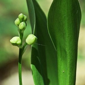 Photographie n°300930 du taxon Convallaria majalis L.