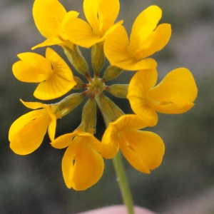 Photographie n°300956 du taxon Hippocrepis comosa L.