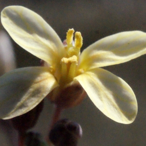 Photographie n°301035 du taxon Brassica tournefortii Gouan [1773]