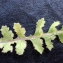  Liliane Roubaudi - Brassica tournefortii Gouan [1773]