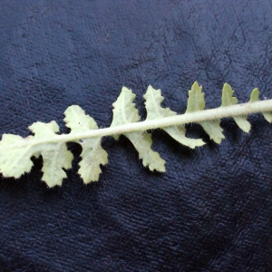 Photographie n°301040 du taxon Brassica tournefortii Gouan [1773]