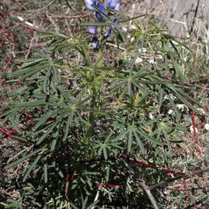 Photographie n°301051 du taxon Lupinus angustifolius L.