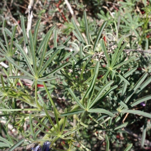 Photographie n°301054 du taxon Lupinus angustifolius L.