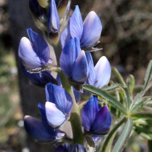 Photographie n°301057 du taxon Lupinus angustifolius L.