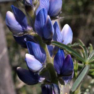 Photographie n°301059 du taxon Lupinus angustifolius L.