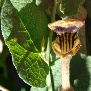 Photographie n°301062 du taxon Aristolochia pistolochia L. [1753]