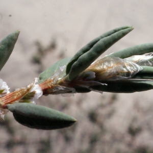 Photographie n°301071 du taxon Polygonum maritimum sensu L. [1754]