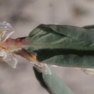 Photographie n°301072 du taxon Polygonum maritimum sensu L. [1754]