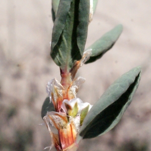 Photographie n°301073 du taxon Polygonum maritimum sensu L. [1754]