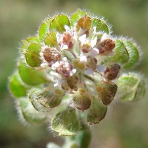 Thlaspi hirtum L. (Passerage hérissée)