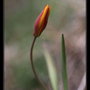 Photographie n°301093 du taxon Tulipa sylvestris L. [1753]