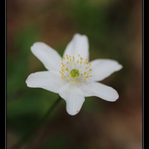 Photographie n°301094 du taxon Anemone nemorosa L. [1753]