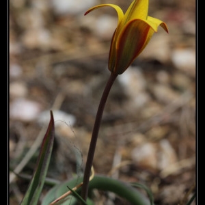 Photographie n°301095 du taxon Tulipa sylvestris L. [1753]