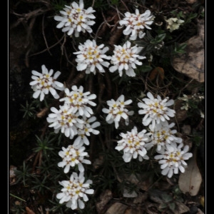 Photographie n°301096 du taxon Iberis saxatilis L. [1756]