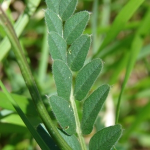 Photographie n°301119 du taxon Vicia sepium L.