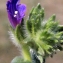  Liliane Roubaudi - Echium arenarium Guss. [1826]