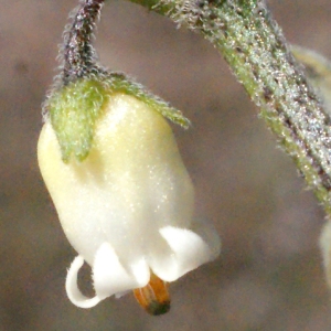 Salpichroa origanifolia (Lam.) Baill. (Muguet des pampas)