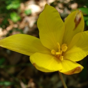 Photographie n°301164 du taxon Tulipa sylvestris subsp. australis (Link) Pamp. [1914]