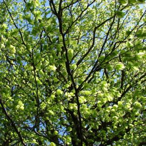 Photographie n°301167 du taxon Fagus sylvatica L.