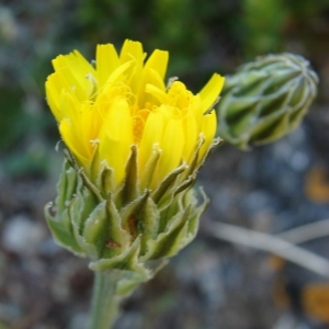 Photographie n°301200 du taxon Crepis albida Vill. [1779]