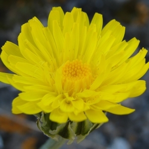 Photographie n°301201 du taxon Crepis albida Vill. [1779]