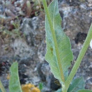 Photographie n°301204 du taxon Crepis albida Vill. [1779]