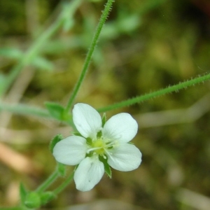 Photographie n°301214 du taxon Arenaria hispida L. [1753]