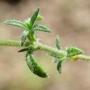 Photographie n°301221 du taxon Arenaria hispida L. [1753]